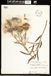 Cirsium altissimum image