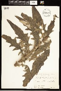 Cirsium altissimum image