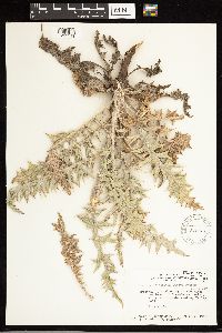 Cirsium arizonicum image