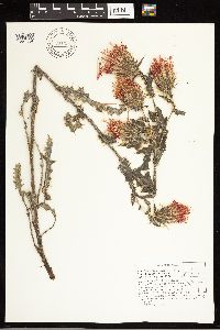 Cirsium arizonicum image