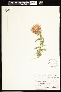 Cirsium arizonicum image