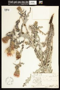 Cirsium arizonicum image