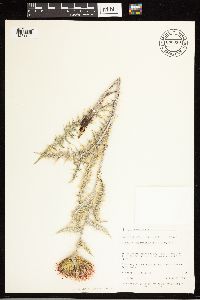 Cirsium arizonicum image