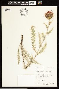 Cirsium arizonicum image