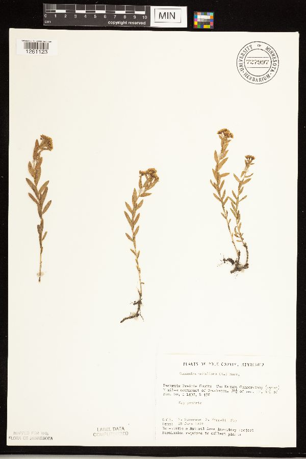 Comandra umbellata image