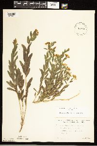 Comandra umbellata image