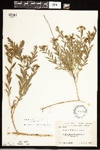 Comandra umbellata image