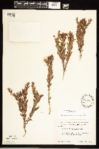 Comandra umbellata image