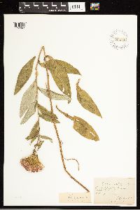 Cirsium arizonicum image