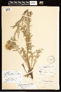 Cirsium arizonicum image