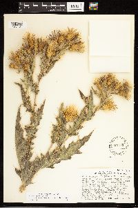 Cirsium arizonicum image