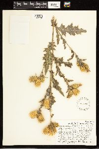 Cirsium arizonicum image