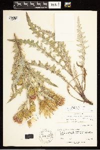 Cirsium arizonicum image