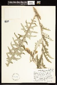 Cirsium arizonicum image