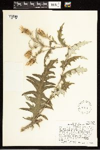 Cirsium arizonicum image