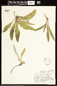 Cirsium arizonicum image