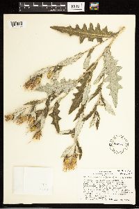 Cirsium arizonicum image