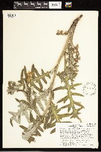 Cirsium arizonicum image