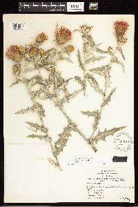 Cirsium arizonicum image