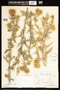 Cirsium arizonicum image