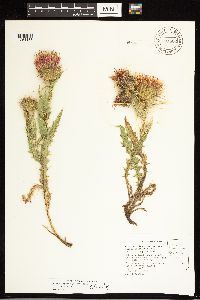Cirsium arizonicum image