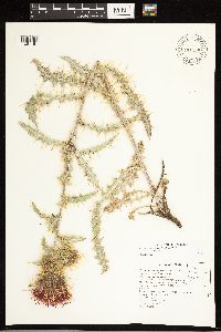 Cirsium arizonicum image