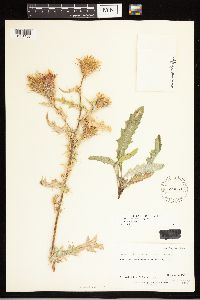 Cirsium arizonicum image