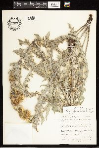 Cirsium arizonicum image