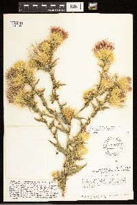 Cirsium arizonicum image