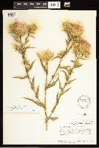 Cirsium arizonicum image
