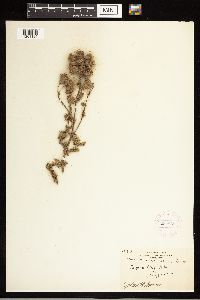 Cirsium arvense image