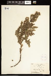 Cirsium arvense image