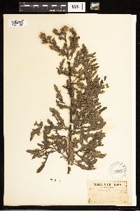 Cirsium arvense image