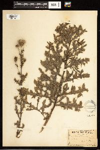 Cirsium arvense image