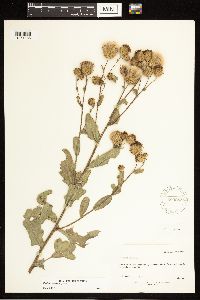 Cirsium arvense image