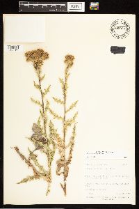 Cirsium arvense image