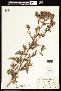Cirsium arvense image