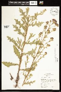 Cirsium arvense image