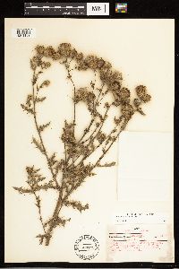 Cirsium arvense image