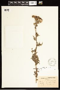 Cirsium arvense image