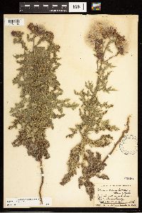 Cirsium arvense image