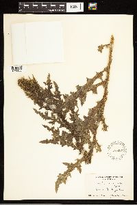 Cirsium arvense image