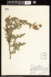 Cirsium arvense image