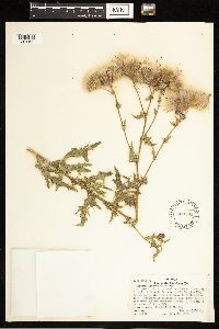 Cirsium arvense image