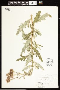 Cirsium arvense image