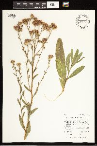 Cirsium arvense image