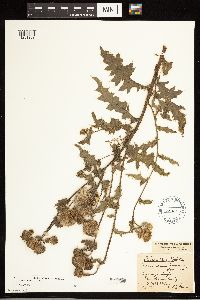 Cirsium arvense image