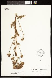 Cirsium arvense image