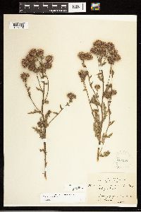 Cirsium arvense image