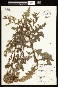 Cirsium arvense image